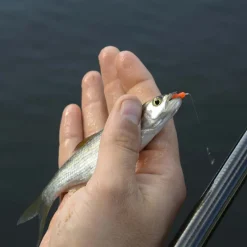 CRESTA Appâts / Amorces-Appâts Artificiels Spaghetti Worms (x8)