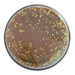 BERKLEY Appâts À Truite-Pâte à Truite Arôme Fish pellet Natural Fish Pellet Glitter